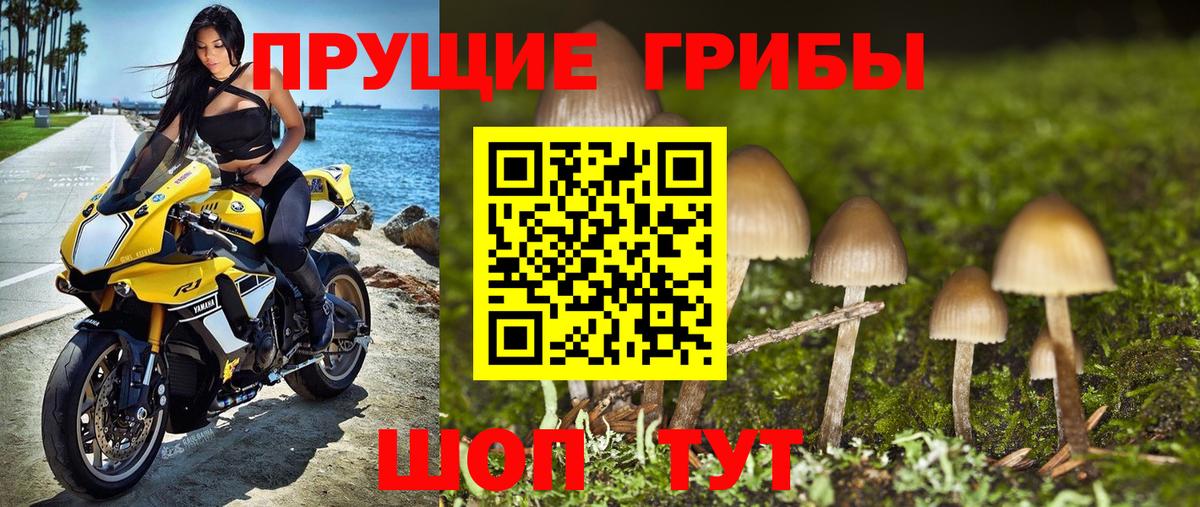 Галлюциногенные грибы Psilocybe  Клин 
